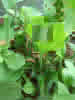 NbNŊg