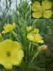 A`}cCOT