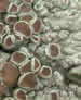 Lecanora straminea