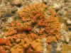 Xanthoria elegans