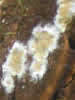 NbNŊg