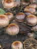 Psathyrella lacrymabunda