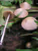 Conocybe rickenii H