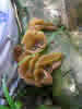 yWU ~NXH