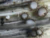 Trichopezizella nidulus