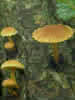 pholiota tuberculosa