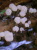 Cudoniella acicularis