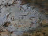 Phlebia lividaH