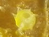 Urceolella crispula