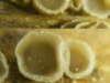 Mollisia poaeoides