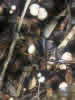 Phaeohelotium geogenum 