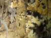 Phlebiella sulphurea